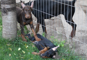 Photo №4. Je vais vendre dobermann en ville de Belgrade. éleveur - prix - négocié