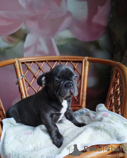 Photo №1. bouledogue - à vendre en ville de Minsk | 625€ | Annonce №162355