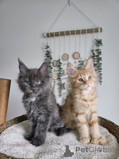 Photo №1. maine coon - à vendre en ville de Brno | négocié | Annonce № 177873