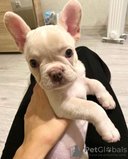 Photo №1. bouledogue - à vendre en ville de Texas City | 710€ | Annonce №87222