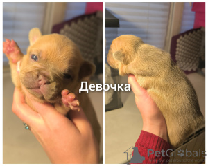 Photo №1. bouledogue - à vendre en ville de Москва | négocié | Annonce №124026