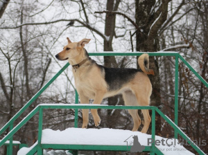 Photo №1. chien bâtard - à vendre en ville de Москва | Gratuit | Annonce №10778