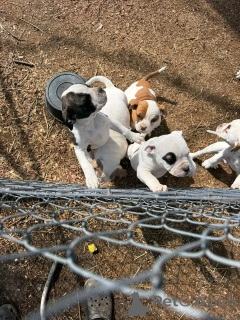 Photo №2 de l'annonce № 138994 de la vente bouledogue américain - acheter à USA éleveur