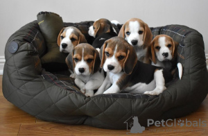 Photo №3. ADORABLES CHIOTS YORKIES. USA