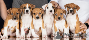 Photo №4. Je vais vendre american staffordshire terrier en ville de Kemerovo. éleveur - prix - négocié