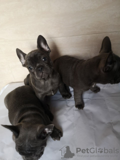 Photo №4. Je vais vendre bouledogue en ville de Munich. annonce privée, éleveur - prix - 380€