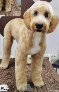 Photo №4. Je vais vendre labradoodle en ville de Kovilj. éleveur - prix - négocié