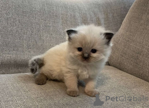 Photo №1. ragdoll - à vendre en ville de Bensheim | Gratuit | Annonce № 149826