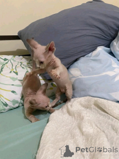 Photo №4. Je vais vendre bambino en ville de Berlin. annonce privée, éleveur - prix - 500€