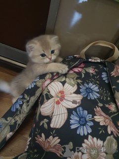 Photo №1. british longhair - à vendre en ville de Serpoukhov | 1078€ | Annonce № 139258