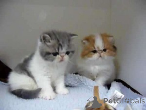 Photo №1. exotic shorthair - à vendre en ville de Espoo | 750€ | Annonce № 160457