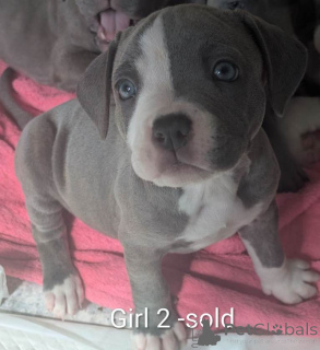Photo №2 de l'annonce № 175184 de la vente staffordshire bull terrier - acheter à Allemagne annonce privée