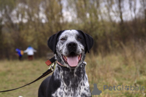 Photo №2 de l'annonce № 31055 de la vente chien bâtard - acheter à Fédération de Russie annonce privée