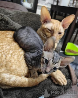 Photo №2 de l'annonce № 123672 de la vente cornish rex - acheter à Allemagne annonce privée