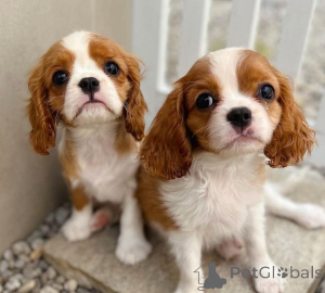 Photo №1. cavalier king charles spaniel - à vendre en ville de Bucarest | négocié | Annonce №175609