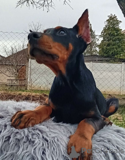 Photo №3. Chiots Dobermann. Serbie