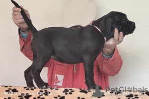 Photo №2 de l'annonce № 125364 de la vente cane corso - acheter à Serbie 