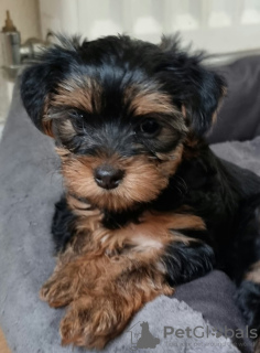 Photos supplémentaires: Chiots Yorkie à vendre