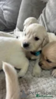 Photo №1. golden retriever - à vendre en ville de Gardabani | négocié | Annonce №169266
