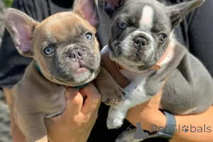 Photo №2 de l'annonce № 166203 de la vente bulldog anglais - acheter à Allemagne 