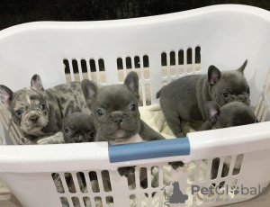 Photo №1. bouledogue - à vendre en ville de Manila | négocié | Annonce №51353