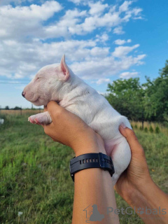 Photos supplémentaires: Bull Terrier miniature FCI