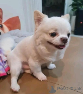 Photo №1. chihuahua - à vendre en ville de Aacheur | négocié | Annonce №166094