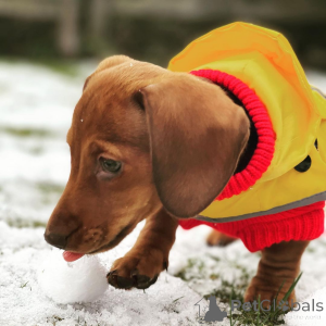 Photo №2 de l'annonce № 163507 de la vente  - acheter à Allemagne 