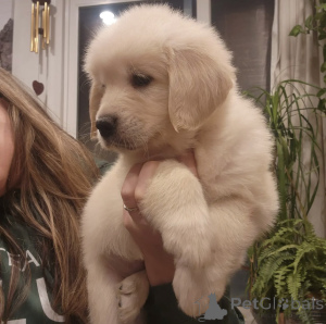 Photo №2 de l'annonce № 143858 de la vente golden retriever - acheter à Suède annonce privée, éleveur