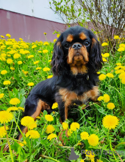 Photo №1. cavalier king charles spaniel - à vendre en ville de Minsk | 700€ | Annonce №46627