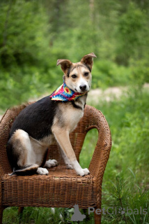 Photo №2 de l'annonce № 146015 de la vente chien bâtard - acheter à Fédération de Russie 