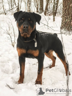 Photo №2 de l'annonce № 127752 de la vente rottweiler - acheter à Fédération de Russie annonce privée