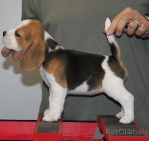 Photo №4. Je vais vendre beagle en ville de Leipzig. annonce privée - prix - 360€