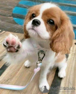 Photo №2 de l'annonce № 113000 de la vente cavalier king charles spaniel - acheter à La finlande annonce privée, éleveur