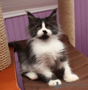 Photo №1. maine coon - à vendre en ville de Жале | Gratuit | Annonce № 129050