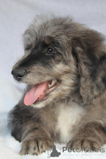 Photo №3. Chiots Bordoodles. Costa Rica