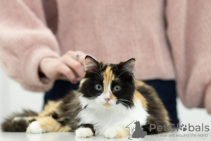 Photos supplémentaires: Le chat tricolore Zhadi entre de bonnes mains