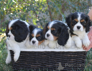 Photo №3. Cavalier King Charles Spaniel Welpen. Allemagne