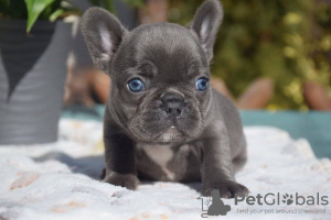 Photo №1. bouledogue - à vendre en ville de Mielno | 300€ | Annonce №114665