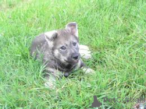 Photo №3. Chiens de garde suisses pour la vente. Pays Bas