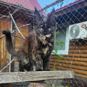 Photo №2 de l'annonce № 156992 de la vente maine coon - acheter à Allemagne annonce privée
