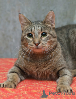 Photo №4. Je vais vendre  en ville de Saint-Pétersbourg. annonce privée - prix - Gratuit