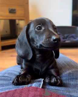 Photo №3. Chiots de teckel à vendre (hommes et femmes). Espagne