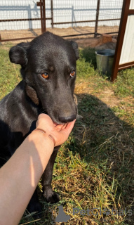 Photos supplémentaires: Le chien est entre de bonnes mains