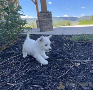 Photo №1. west highland white terrier - à vendre en ville de Prague | 331€ | Annonce №111168