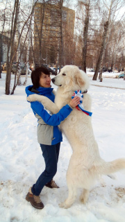 Photo №4. Je vais vendre chien de montagne des pyrénées en ville de Perm. éleveur - prix - Négocié