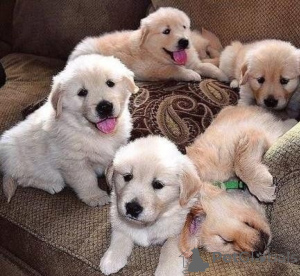 Photo №1. golden retriever - à vendre en ville de Bergen | négocié | Annonce №175030