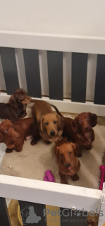 Photo №1. teckel - à vendre en ville de Aalen | 600€ | Annonce №132789