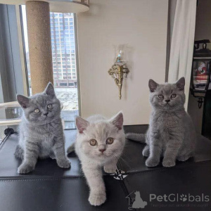 Photo №1. british shorthair - à vendre en ville de Fgura | 400€ | Annonce № 173968