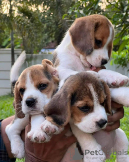 Photo №1. beagle - à vendre en ville de Paris | 650€ | Annonce №50256